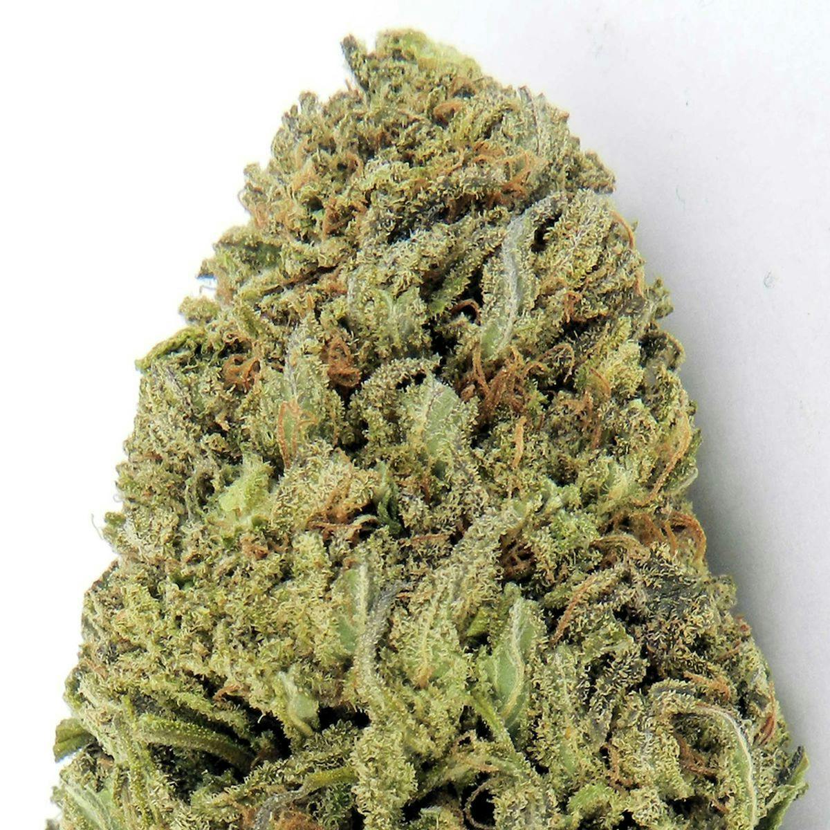 Heavyweight Seeds - FAST & VAST - 1