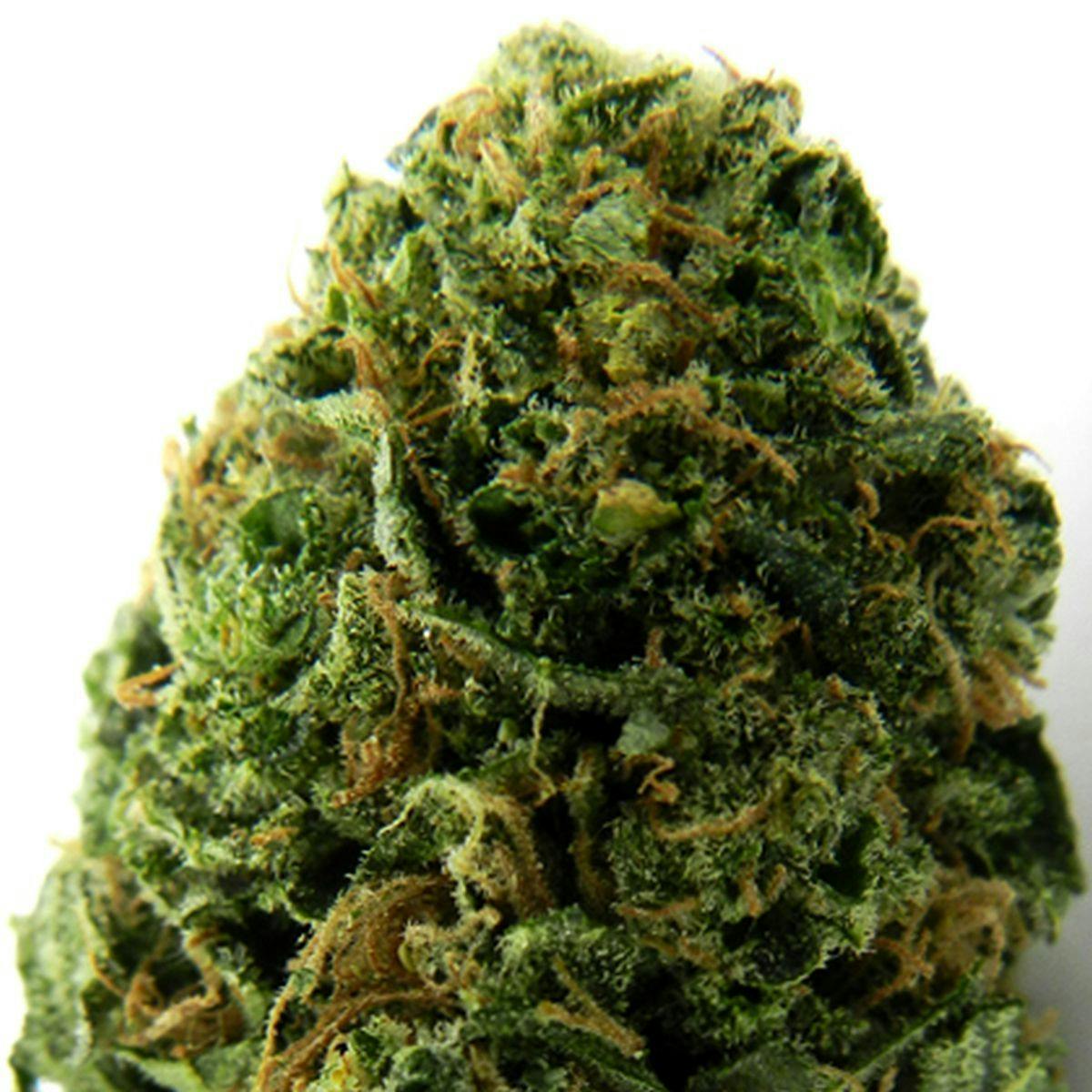 Heavyweight Seeds - MASSIVE MIDGET AUTO - 1