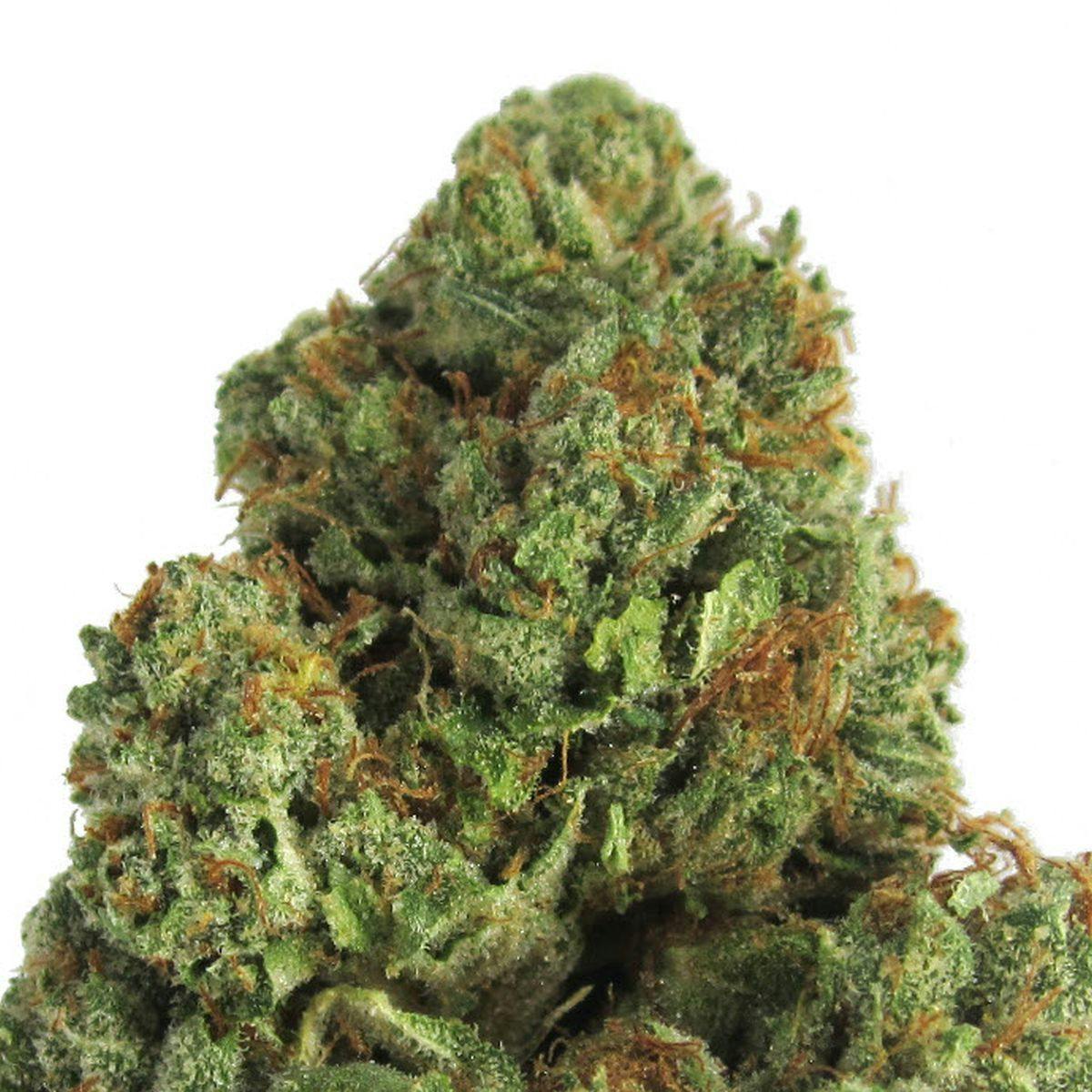 Heavyweight Seeds - MIDNIGHT MASS - 1
