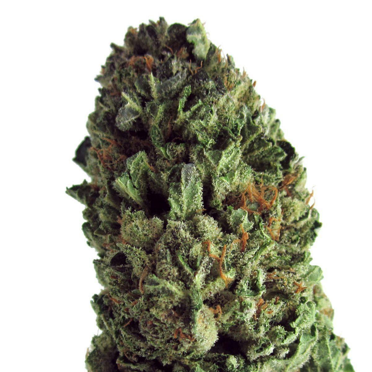 Heavyweight Seeds - BUDZILLA - 1
