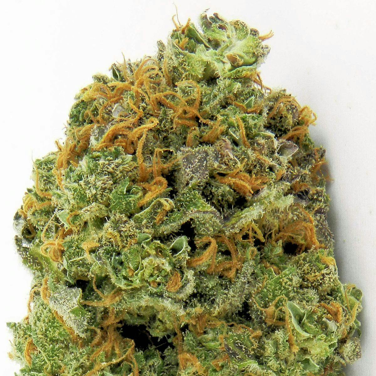 Heavyweight Seeds - WIPEOUT EXPRESS - 1
