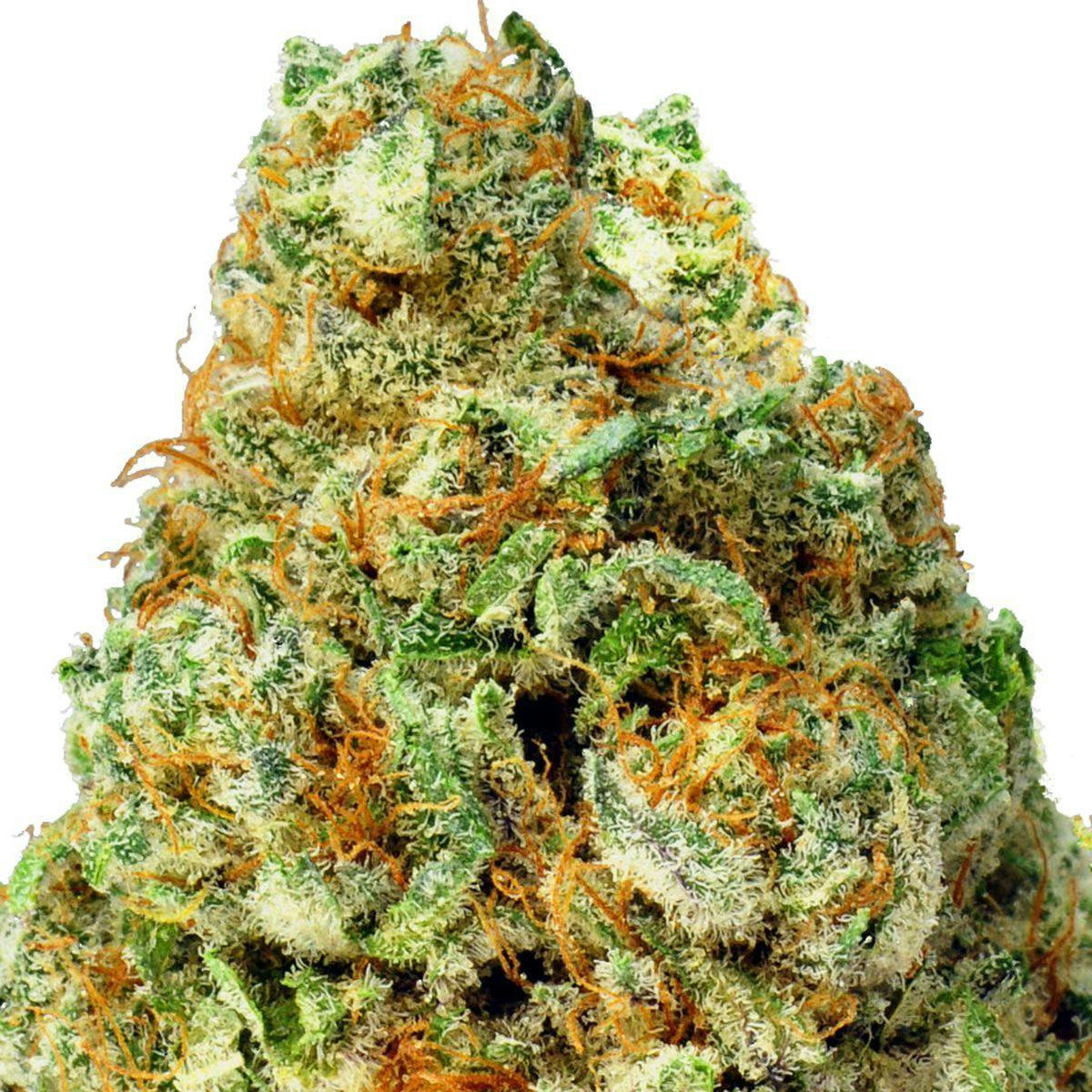 Heavyweight Seeds - TURBO BUD - 1