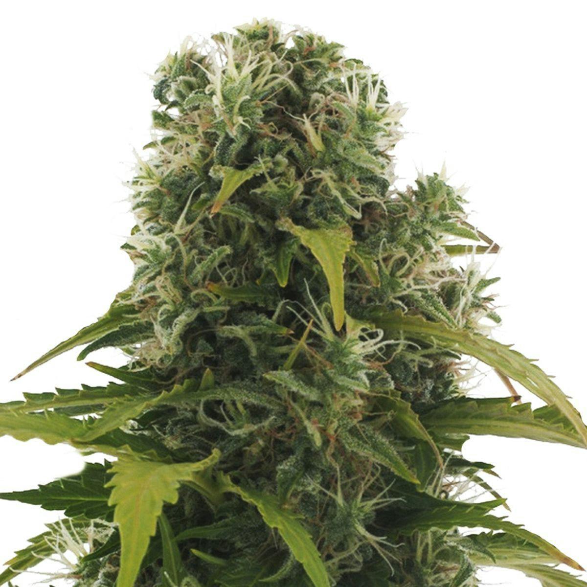 Heavyweight Seeds - HIGH DENSITY - 1