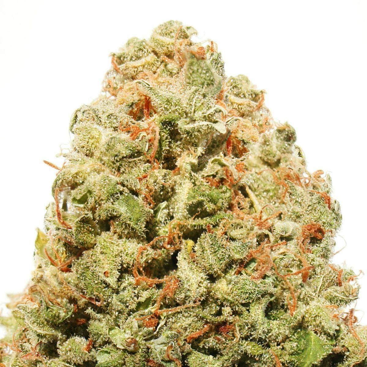 Heavyweight Seeds - STRAWBERRY CAKE - 1