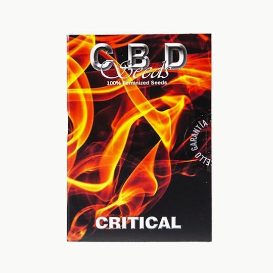 CBD Seeds - Critical - 1