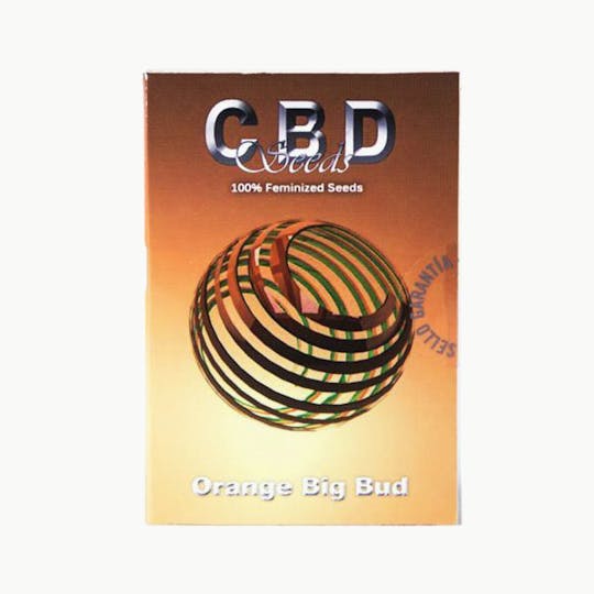 CBD Seeds - Orange Big Bud - 1