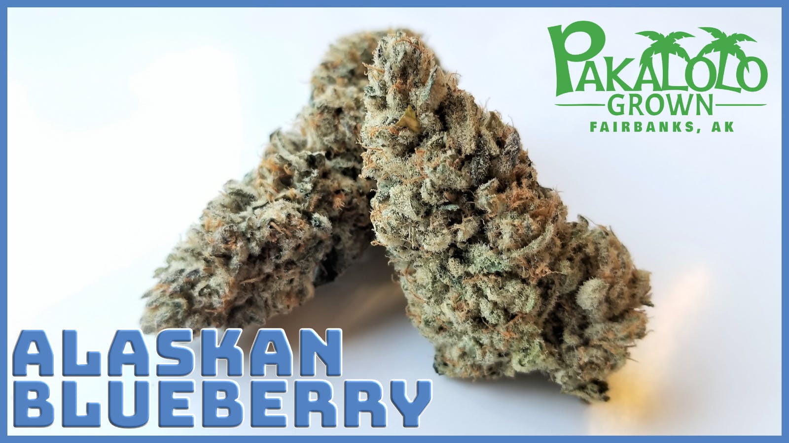Pakalolo Supply Company - PSC | Alaskan Blueberry | Flower | 3.5G - 1