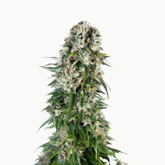 Sensi Seeds - Big Bud Automatic - 1