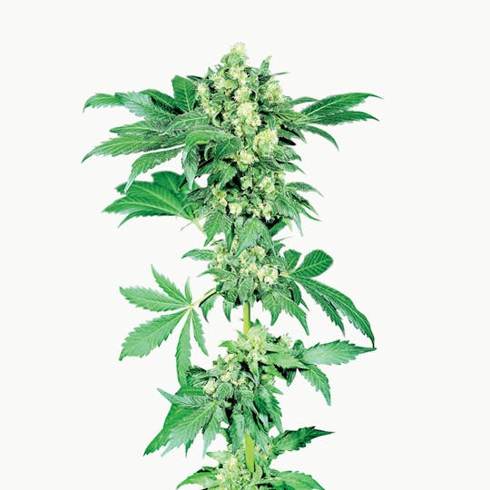 Sensi Seeds - Afghani #1 Feminized - 1