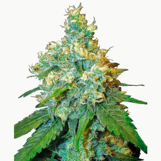 Sensi Seeds - Jack Herer Feminized - 1