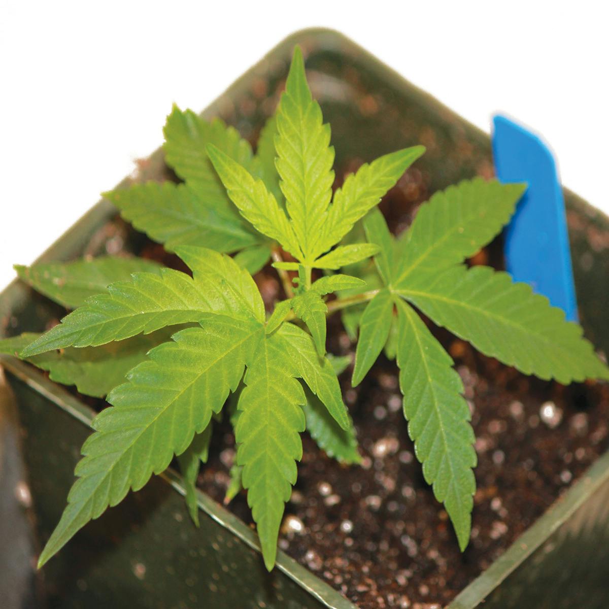 Pine Street Cannabis Company - Pine Street | Blue Dream | Clone - 1