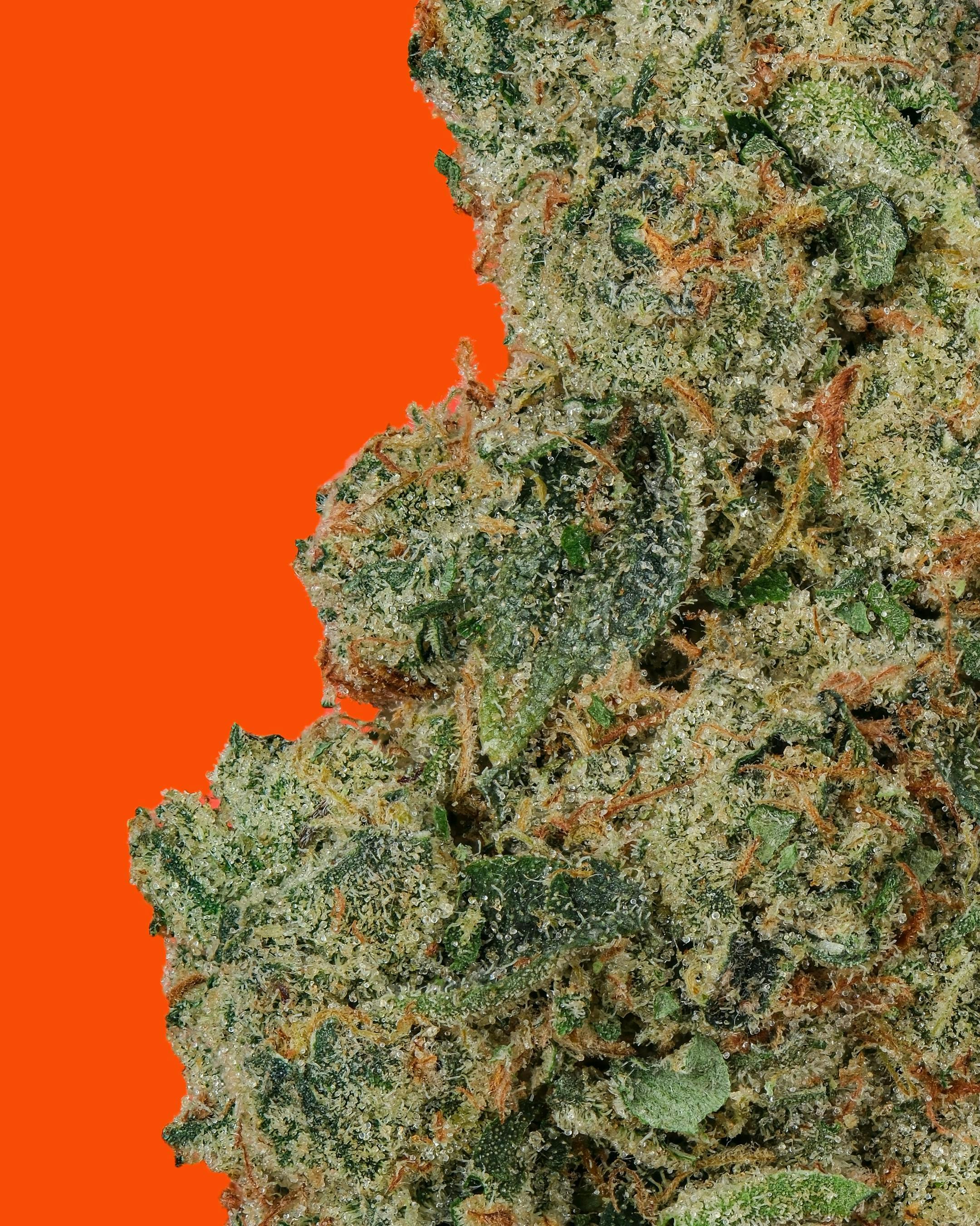 IC Collective - ICC | T.I.T.S. | Big Buds | 14G - 1