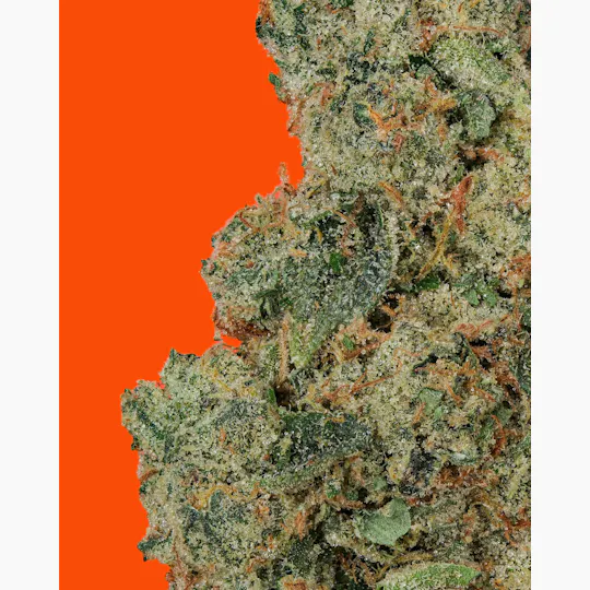 IC Collective - ICC | T.I.T.S. | Big Buds | 14G - 1