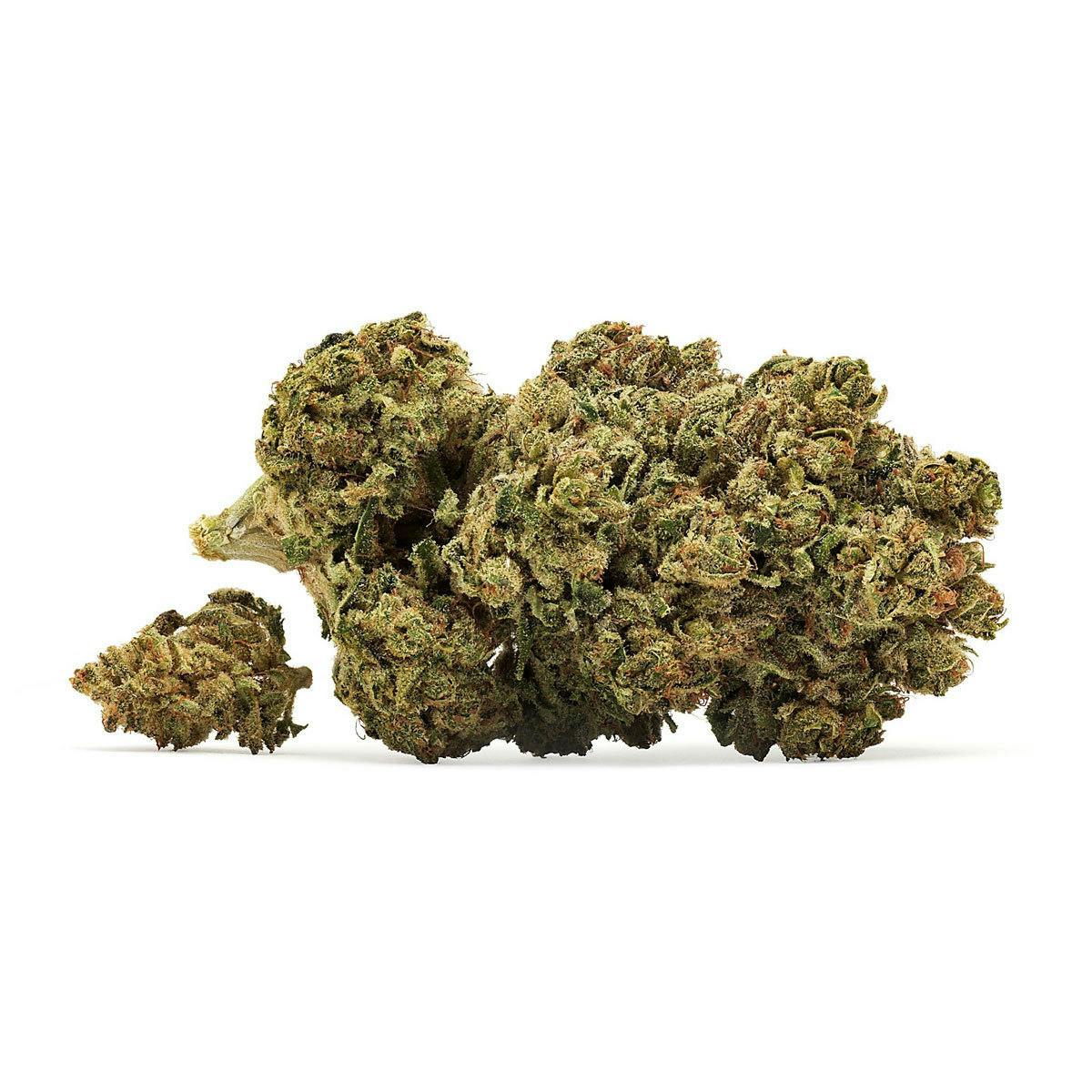 The Botanicals - Botanicals B-1337 - 1
