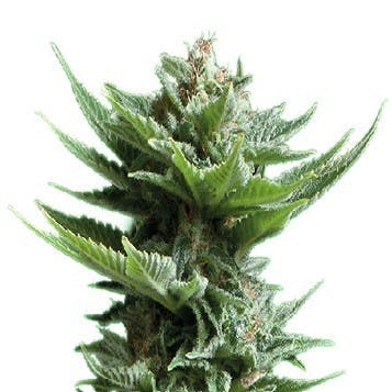 The Botanicals - Botanicals B-1448 - 1