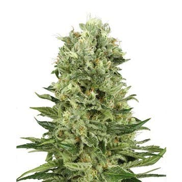 The Botanicals - Botanicals B-1559 - 1