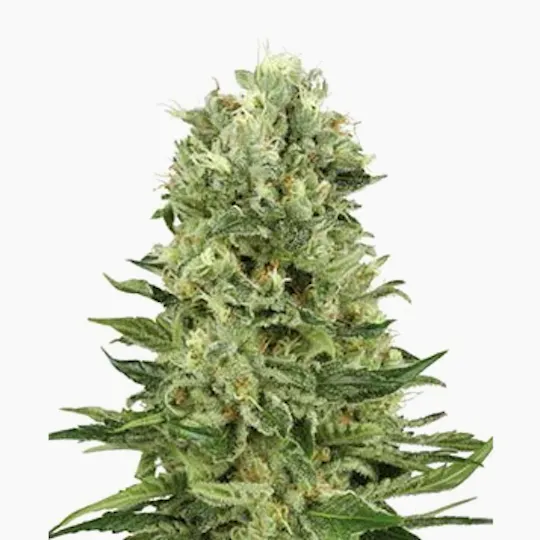 The Botanicals - Botanicals B-1559 - 1