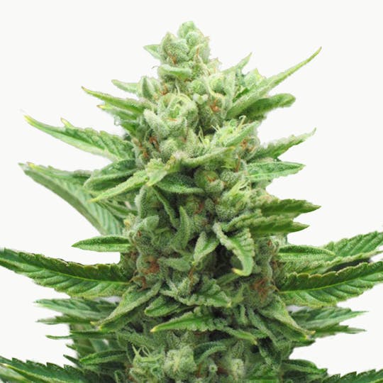 Woop Seeds - OSA24 - 1