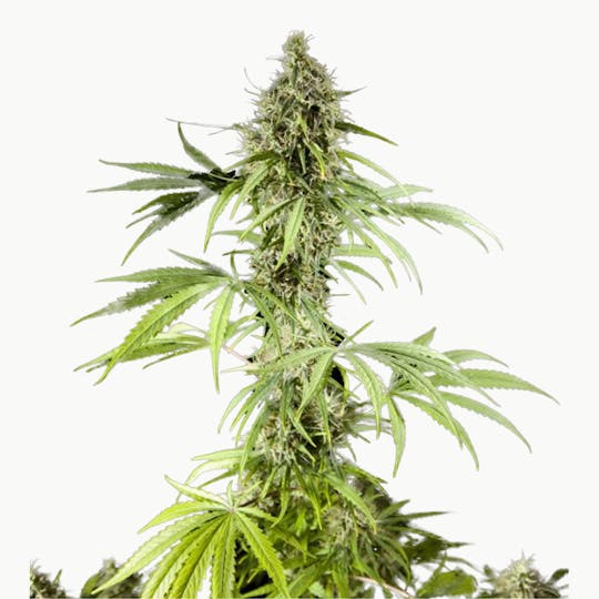 Woop Seeds - MANDARINA HAZE - 1