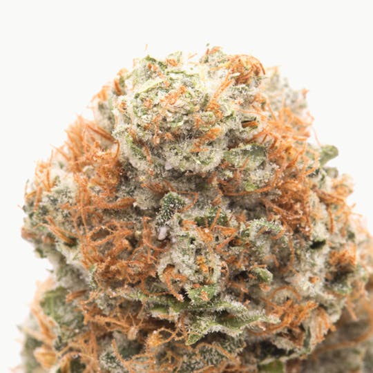OG Medicinals - Sensi Star - 1