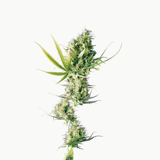 Sensi Seeds - Durban Feminized - 1