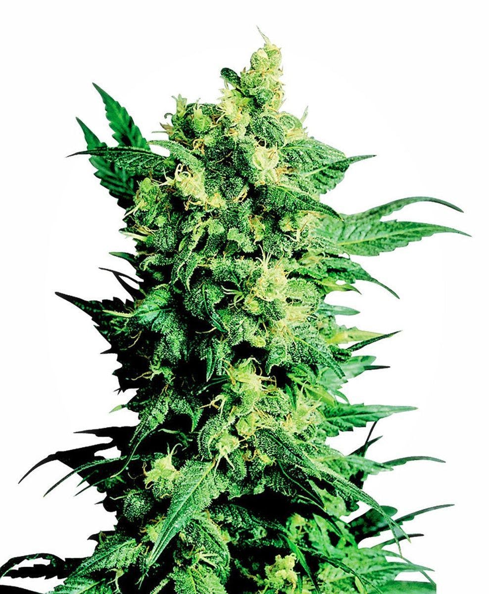 Sensi Seeds - Shiva Shanti II - 1
