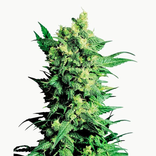 Sensi Seeds - Shiva Shanti II - 1