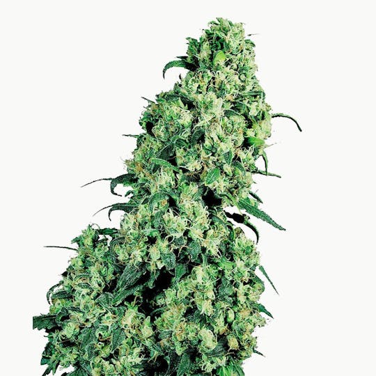 Sensi Seeds - Skunk #1 - 1