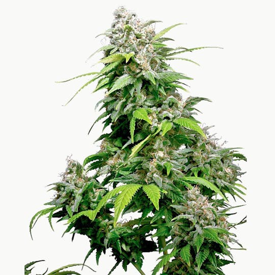 Sensi Seeds - California Indica - 1