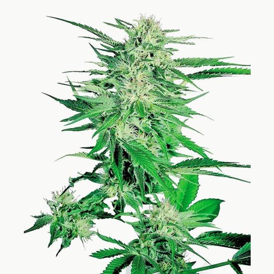Sensi Seeds - Big Bud - 1