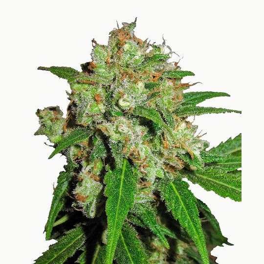 Sensi Seeds - Sensi Skunk Feminized - 1