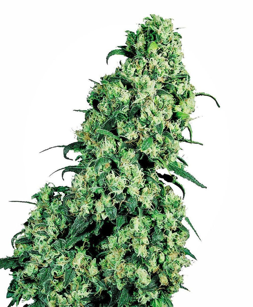 Sensi Seeds - Skunk #1 Feminized - 1