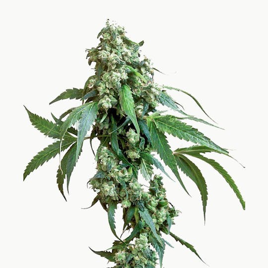Sensi Seeds - Jack Flash #5 Feminized - 1