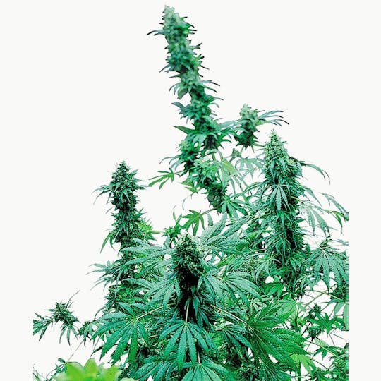 Sensi Seeds - Early Skunk Feminized - 1