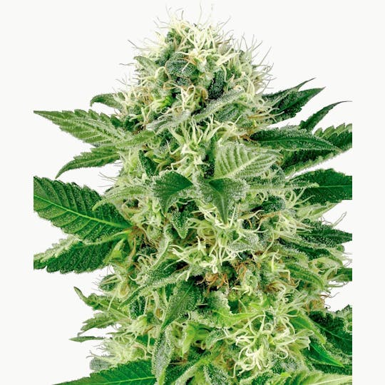 Sensi Seeds - Northern Lights Feminized - 1