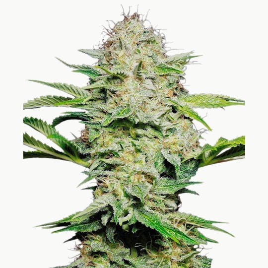 Sensi Seeds - Sensi Skunk Automatic - 1