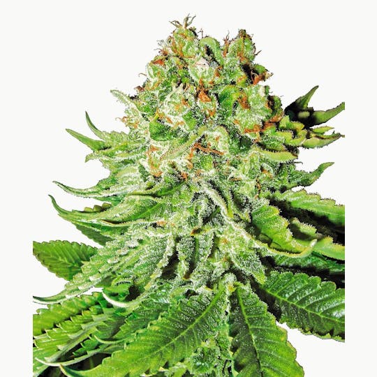 Sensi Seeds - Northern Lights Automatic - 1
