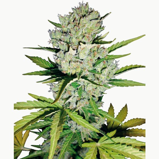 Sensi Seeds - Super Skunk Automatic - 1