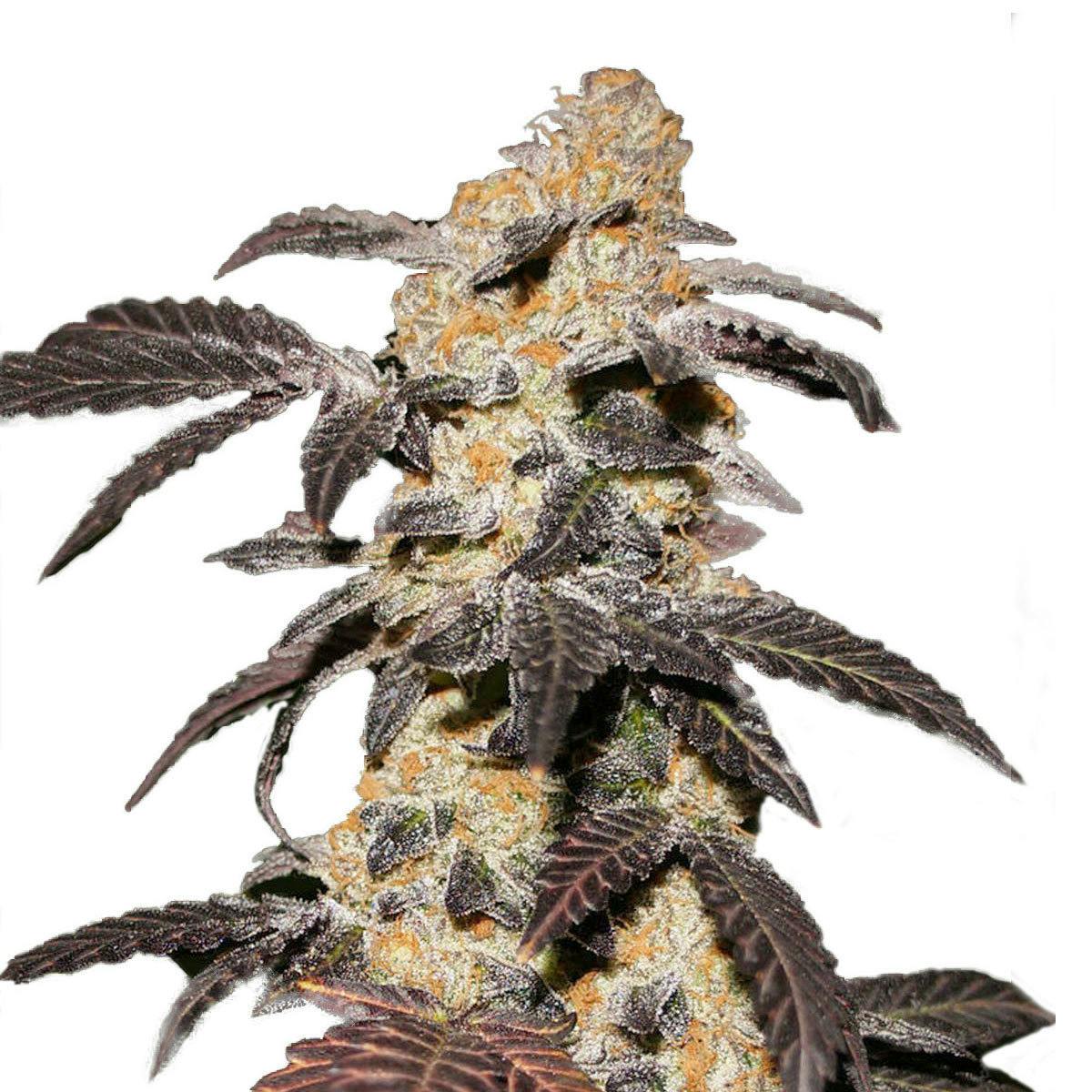 TH Seeds® - French Cookies - 1