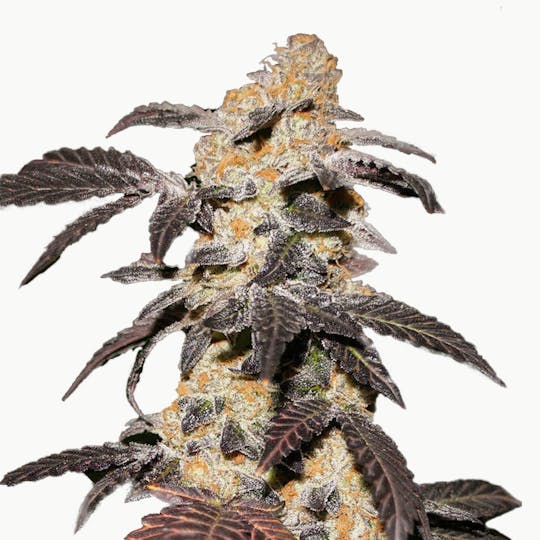 TH Seeds® - French Cookies - 1