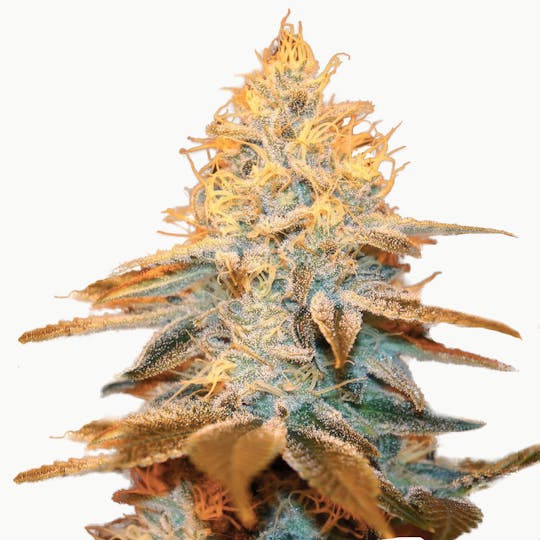 TH Seeds® - Strawberry Glue - 1