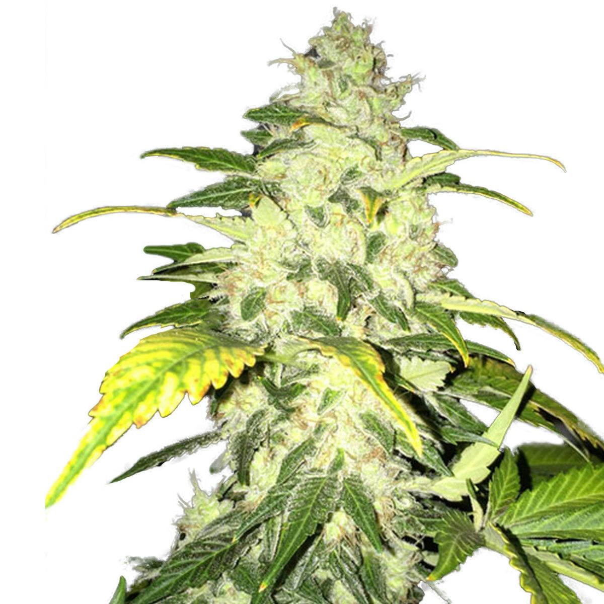 TH Seeds® - Chocolate Chunk - 1