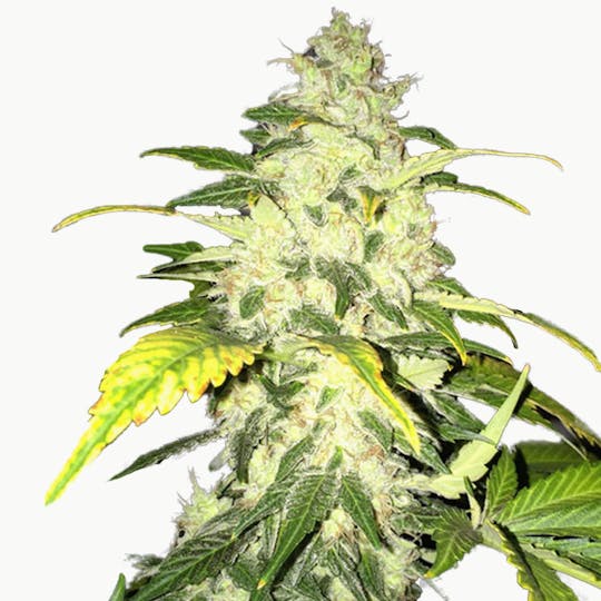 TH Seeds® - Chocolate Chunk - 1