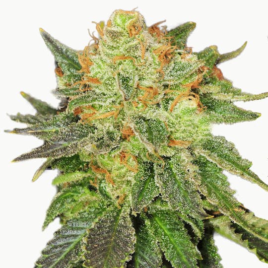 TH Seeds® - Original Bubblegum - 1