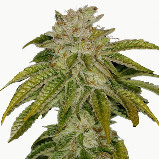 TH Seeds® - MK-Ultra Kush - 1