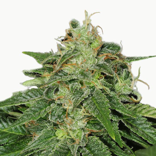 TH Seeds® - S.A.G.E. - 1