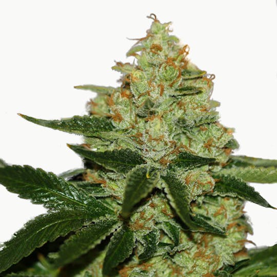 TH Seeds® - Underdawg Kush - 1