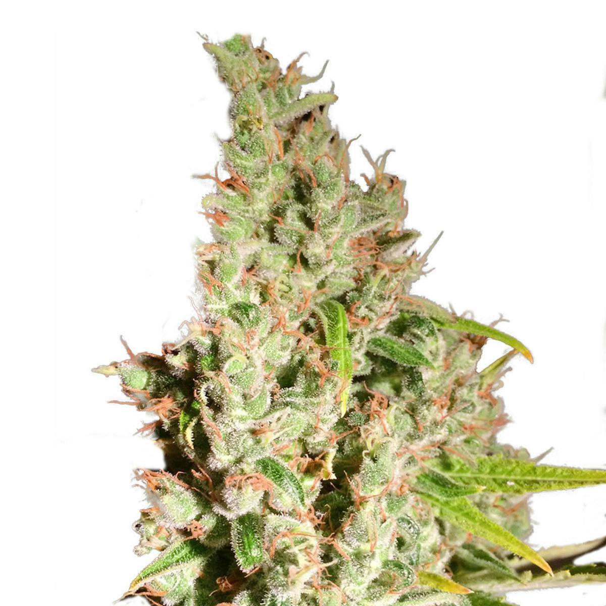 TH Seeds® - MOB - 1
