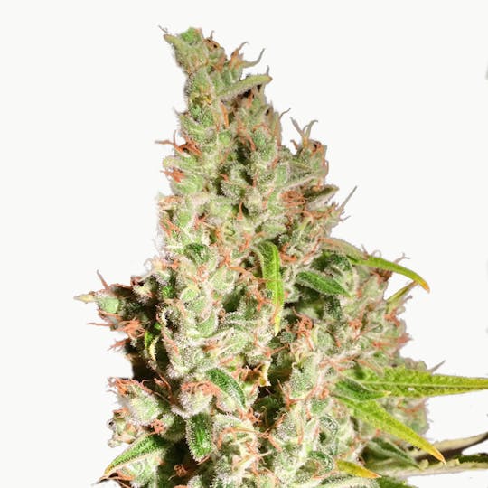 TH Seeds® - MOB - 1