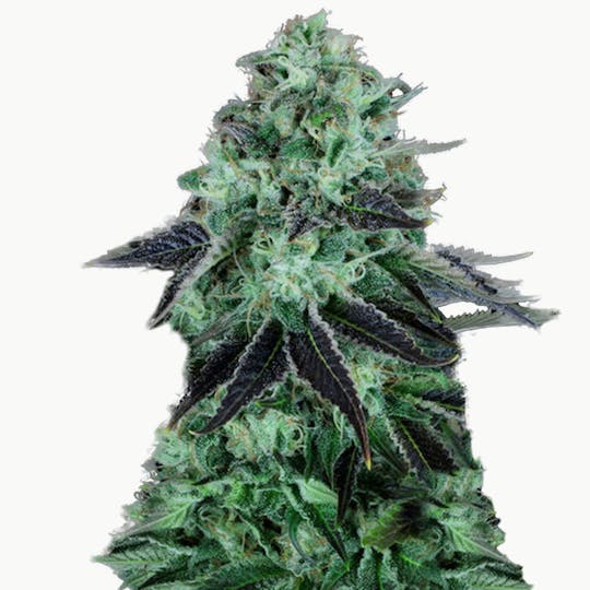 TH Seeds® - Darkstar Kush - 1